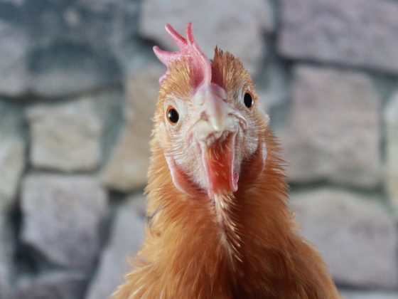 Złe wieści Mamy drugie ognisko rzekomego pomoru drobiu na Podlasiu