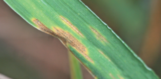Wiosenne choroby zbóż ozimych. Pierwsze objawy septoriozy na liściach.