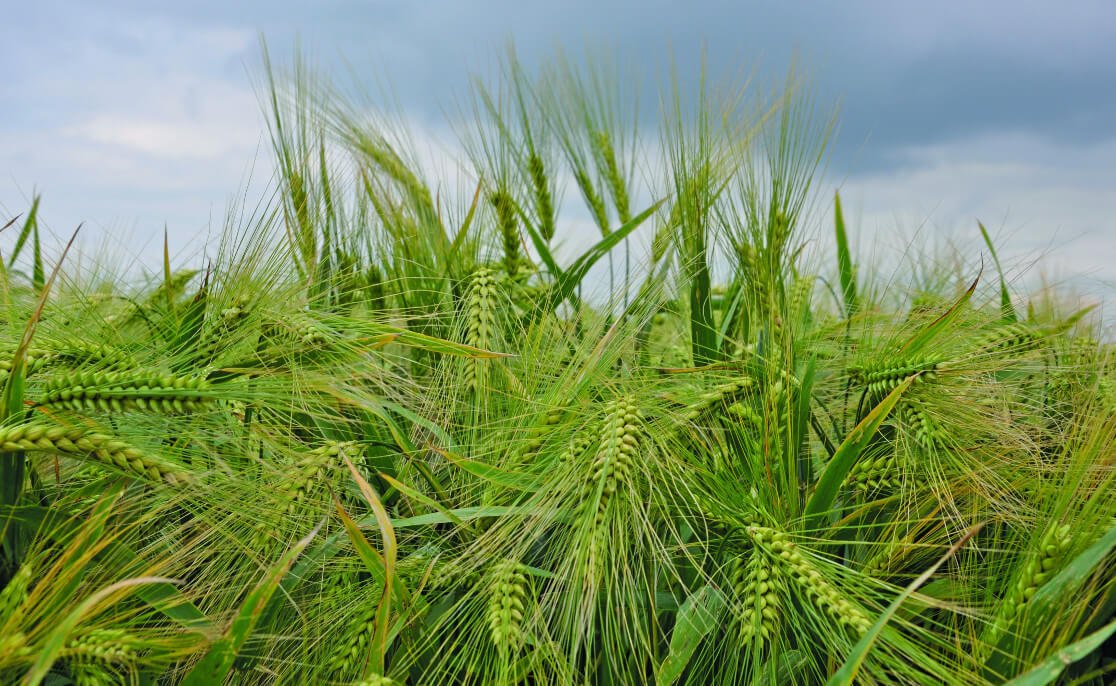 Kiedy siać jęczmień ozimy? Terminy i wskazówki dla rolników