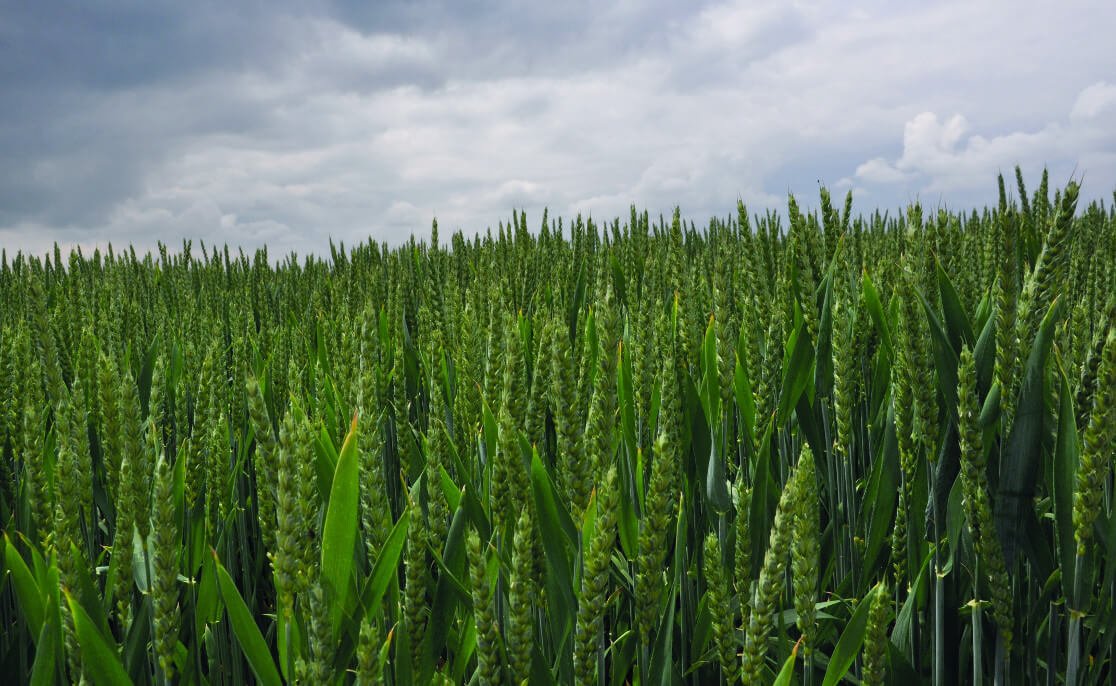 Ile siać pszenicy na ha? Optymalne normy wysiewu dla wysokich plonów