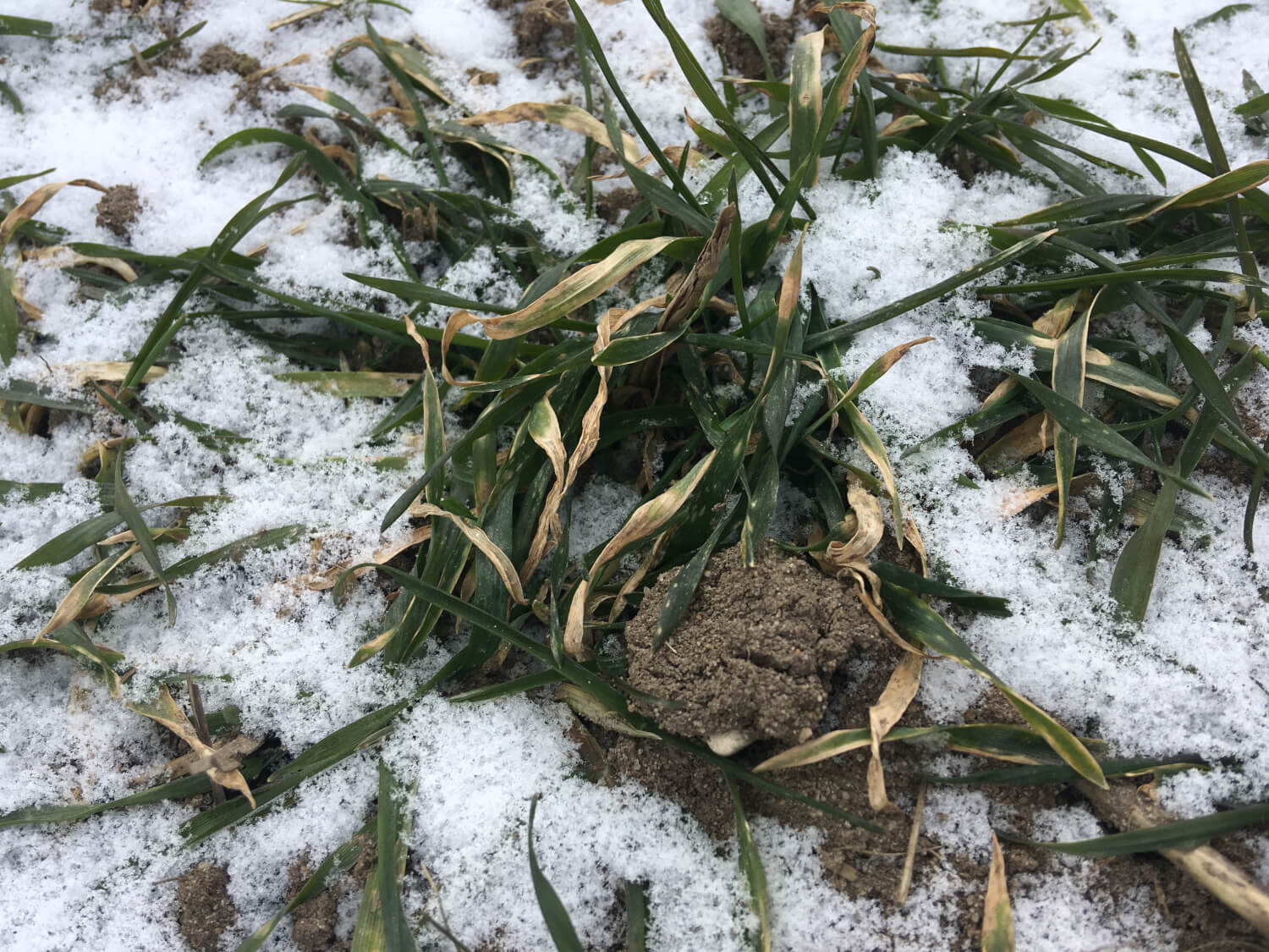 Zboża z Ukrainy: Mrozy do -30°C zagrażają oziminom