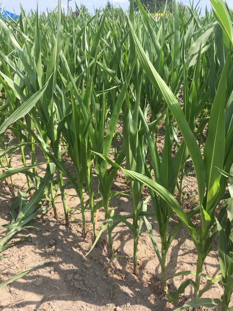 Kiedy kosi się kukurydzę? Optymalne terminy zbiorów na ziarno