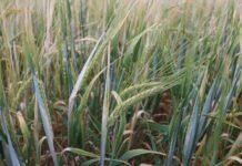 Jęczmień jary – postęp hodowlany i nowe odmiany w praktyce