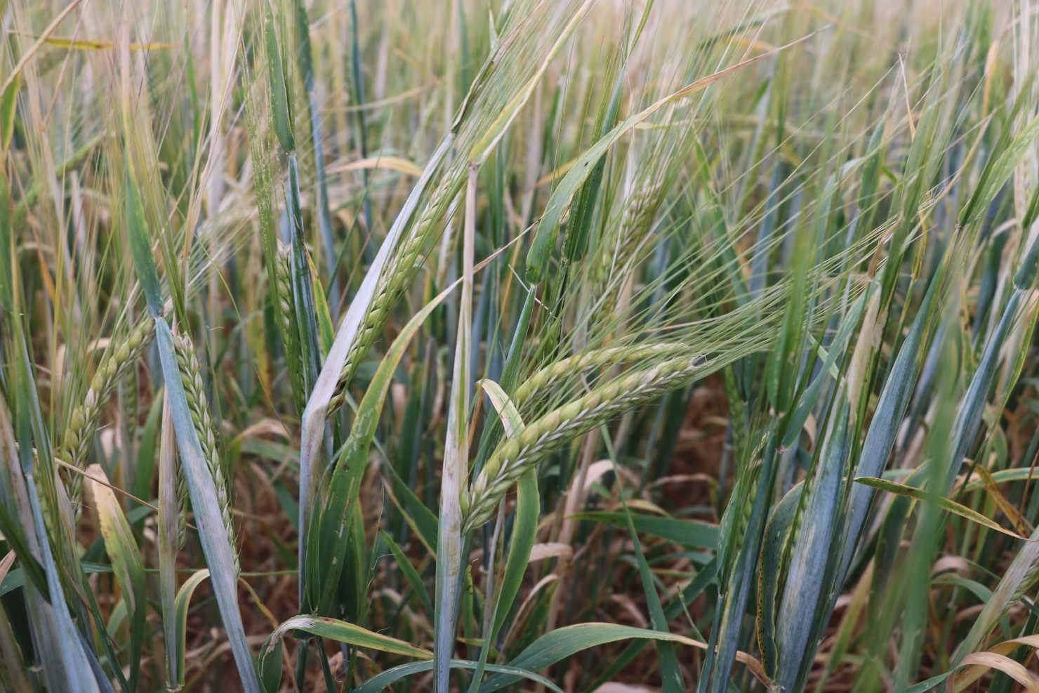 Jęczmień jary – postęp hodowlany i nowe odmiany w praktyce