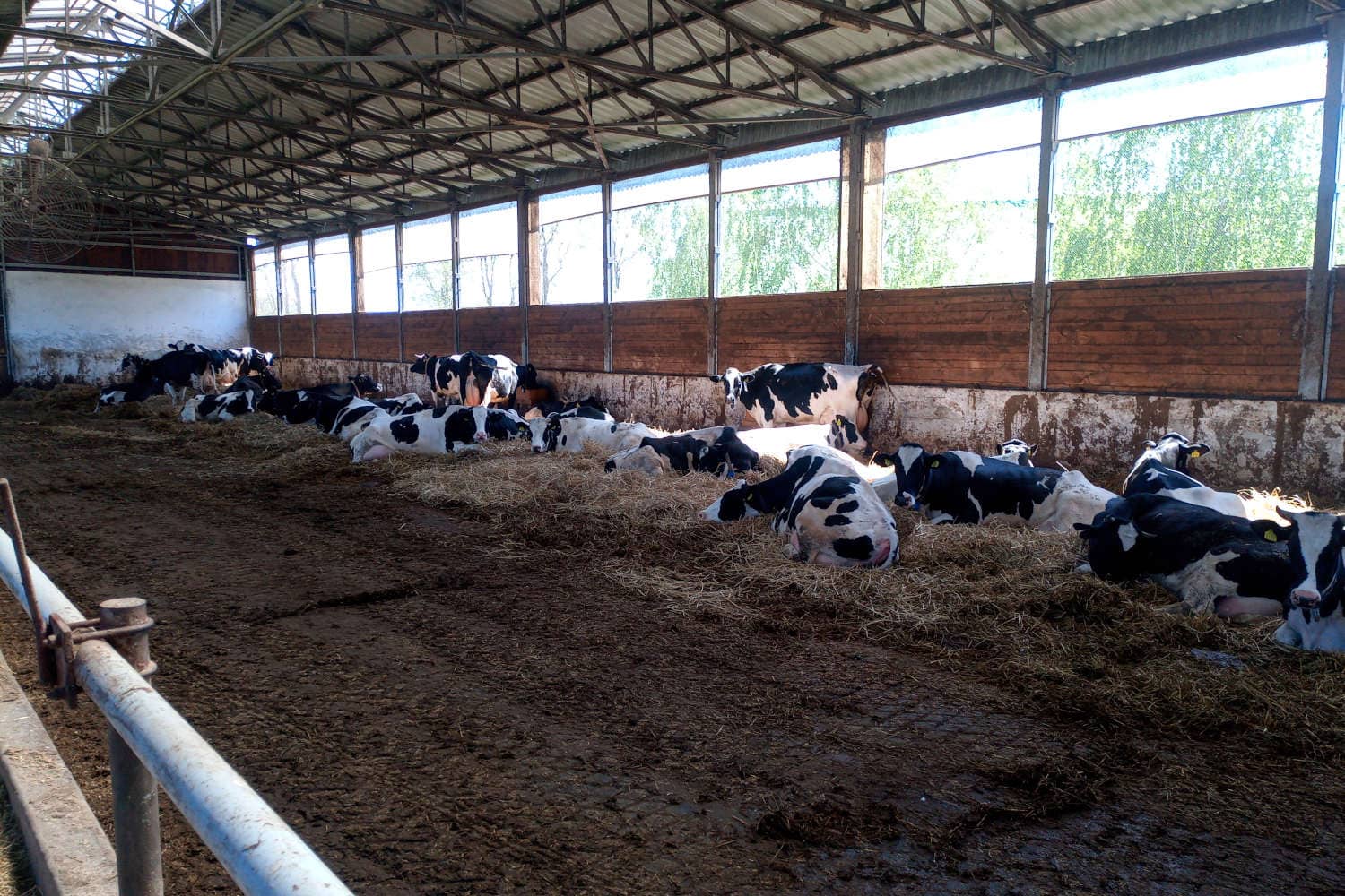 Rolnik hodujący krowy zmaga się z nagminnymi kontrolami bo sąsiadkom nie podoba się “zapach”