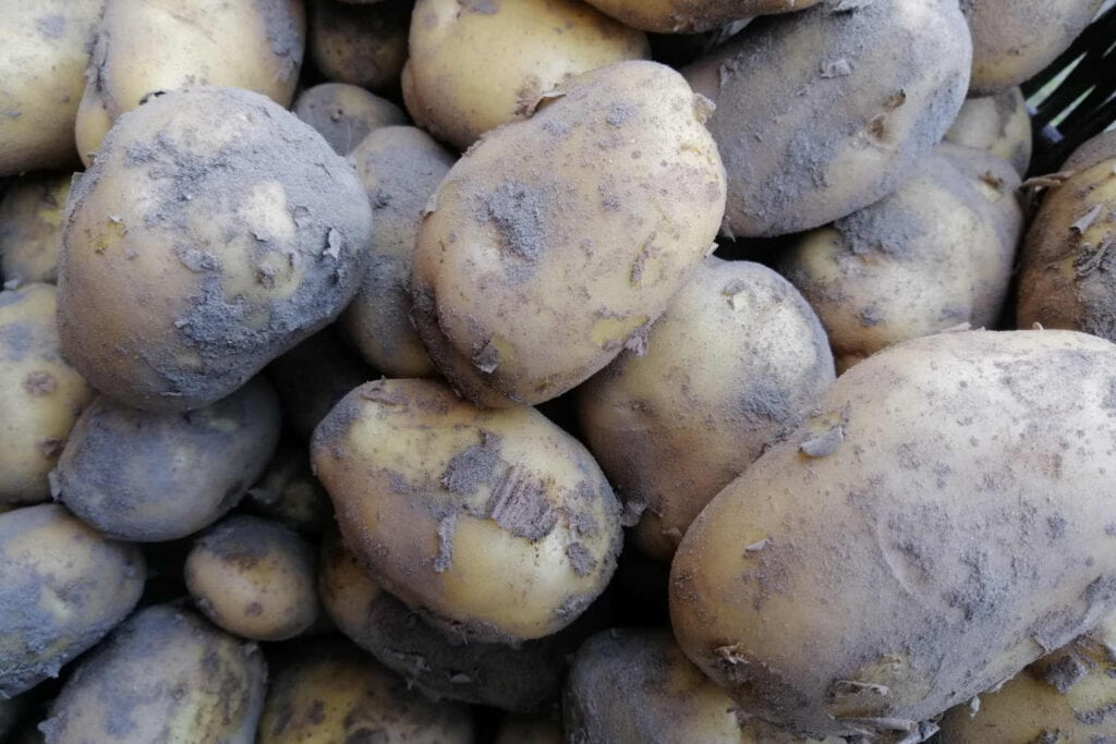Naukowcy odkryli zdrowotne właściwości z soku z ziemniaka. To niedoceniony surowiec naturalny! 