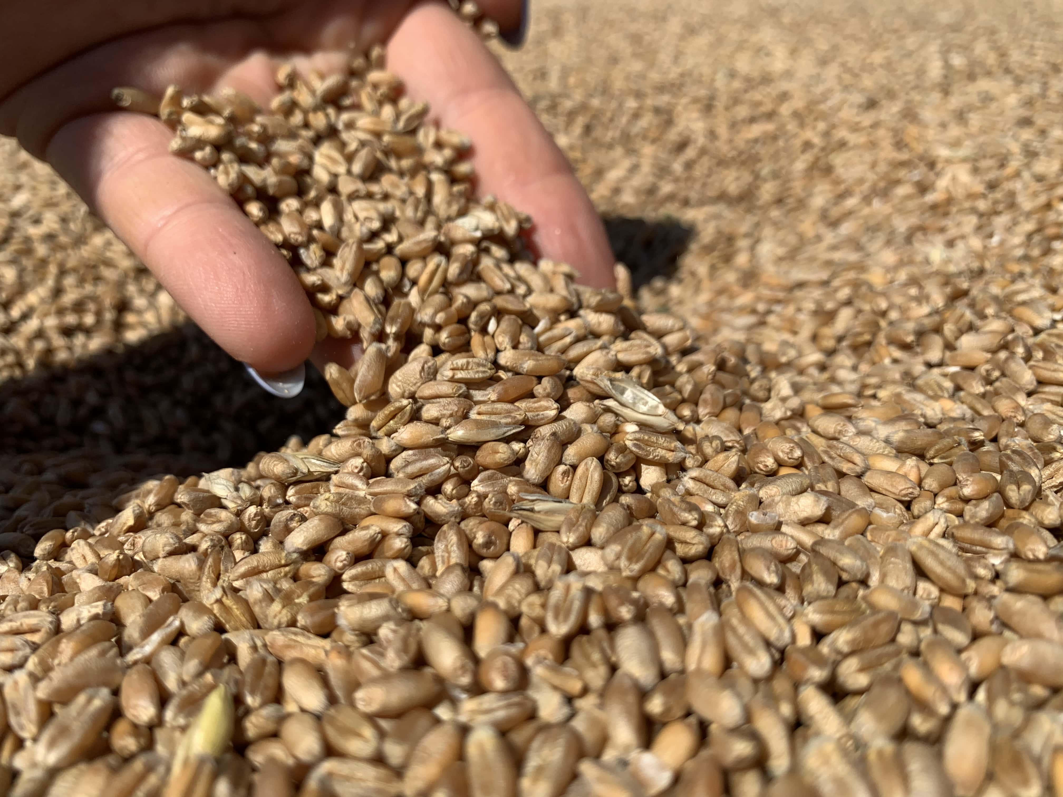 COCERAL podnosi swoje prognozy zbiorów zbóż i rzepaku w UE i Wlk. Brytanii