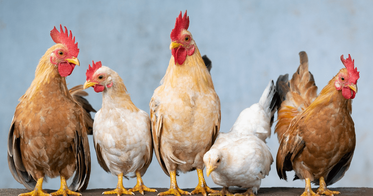 Ceny drobiu i jaj na szczycie! Jak długo potrwa hossa? [PROGNOZA]