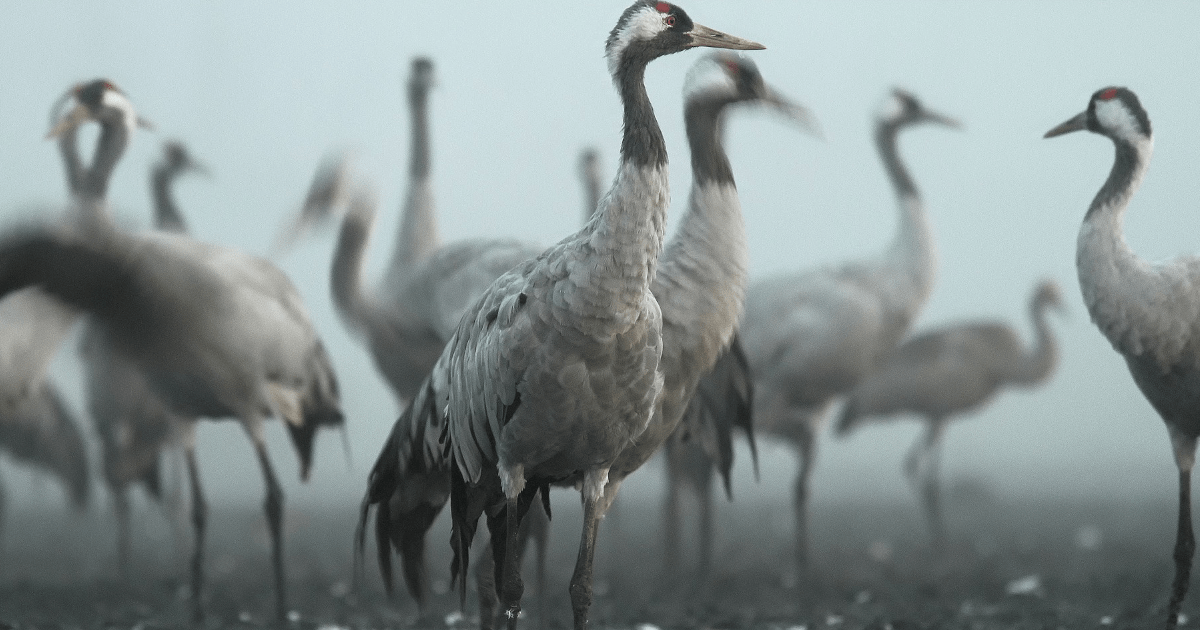 Straty spowodowane przez ptaki – czy będą rekompensaty?