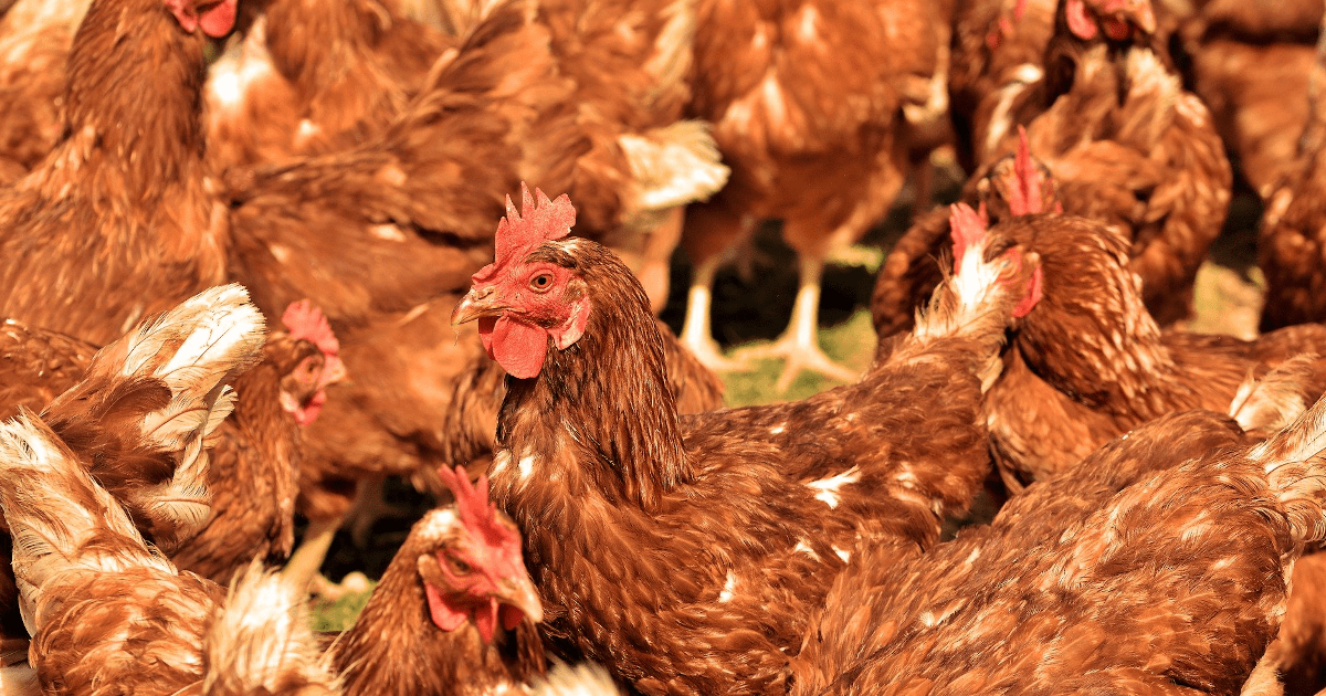 Ile kur można utrzymywać na m²? Przepisy i regulacje w praktyce hodowlanej