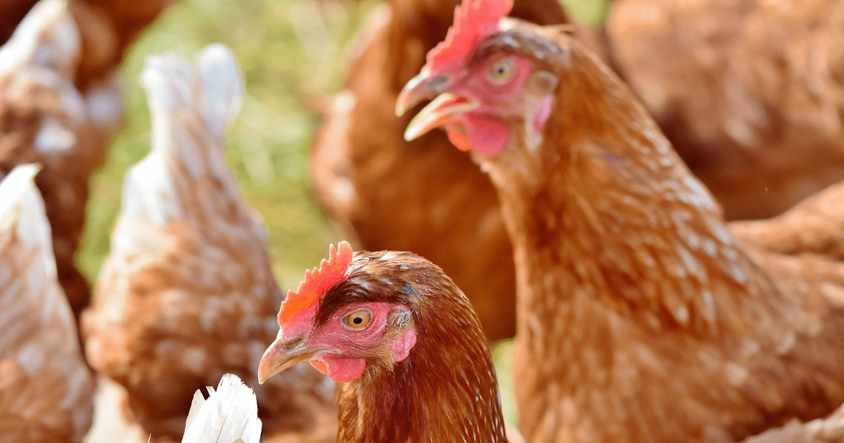 Dlaczego kury wydziobują sobie pióra i jak temu zapobiegać?