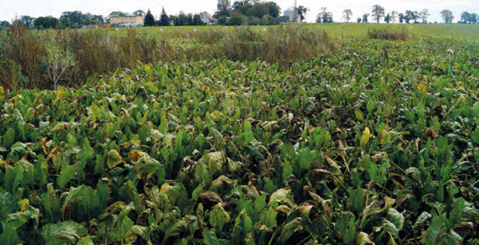 Skuteczność programów herbicydowych w Falęcinie była oceniana wg standardów obowiązujących podczas rejestracji środków ochrony roślin.