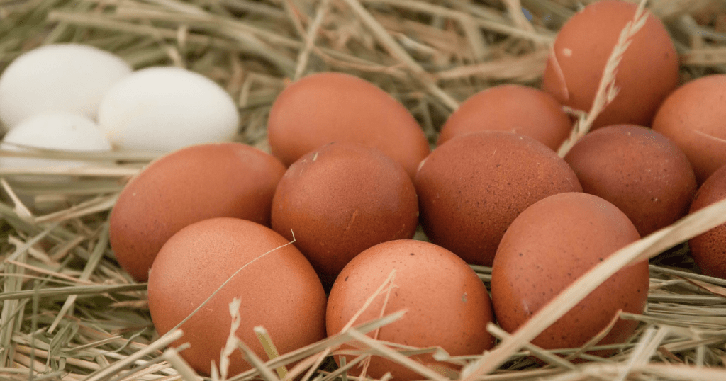 Jajo – fenomen natury i kultury. Wartość odżywcza i symbolika jednego z najważniejszych produktów żywnościowych