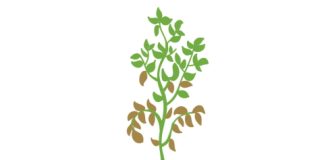 Katalog odmian ziemniaków Agro Profil