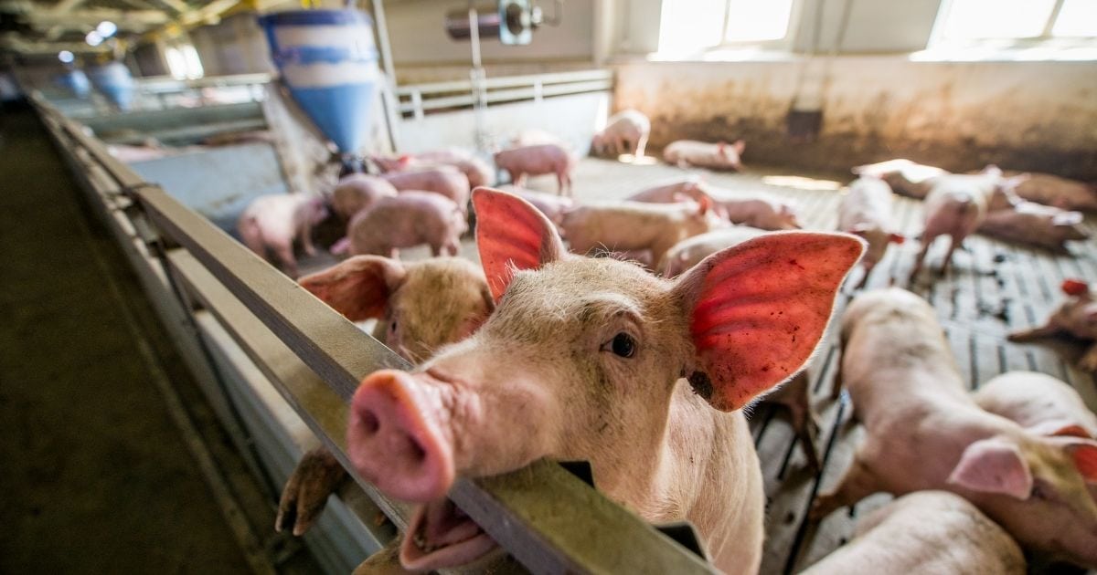Evropská komise schválila novou podporu pro chovatele prasat v rámci PRV.  Spolufinancování až 70 000 zlotých