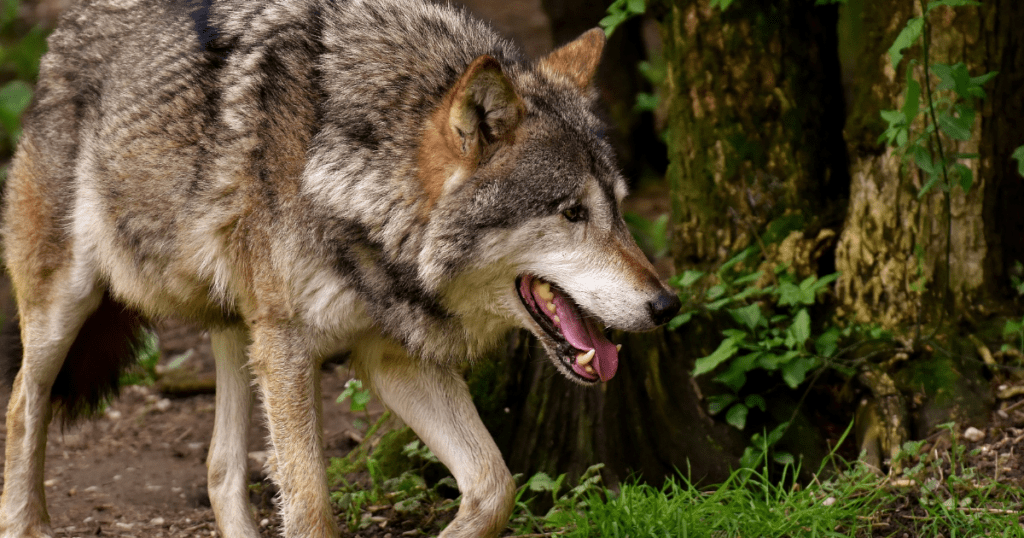 ataki wilków na gospodarstwa