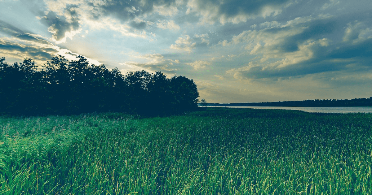 Zmiany w dopłatach do zalesień 2026: Co musi wiedzieć rolnik?