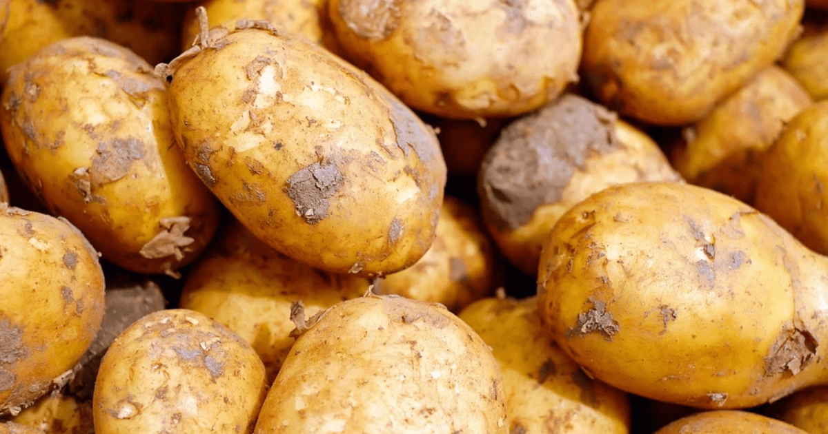 Jak działa sortownik obiegowy do ziemniaków i kiedy warto go mieć