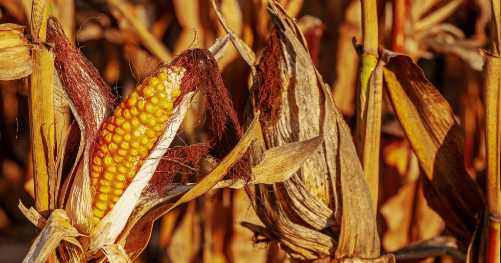 Czas zbiorów, wywiera presję na ceny kukurydzy [CENY W SKUPACH 2023]