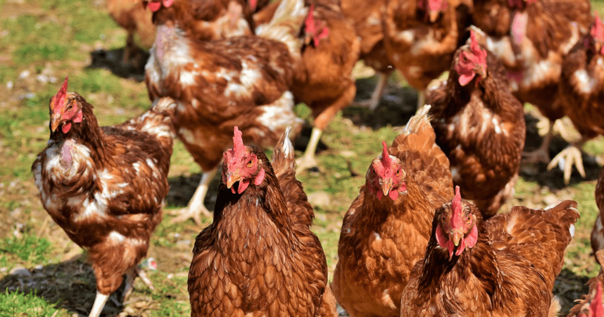 Kiedy najlepiej kupić kury nioski do gospodarstwa?