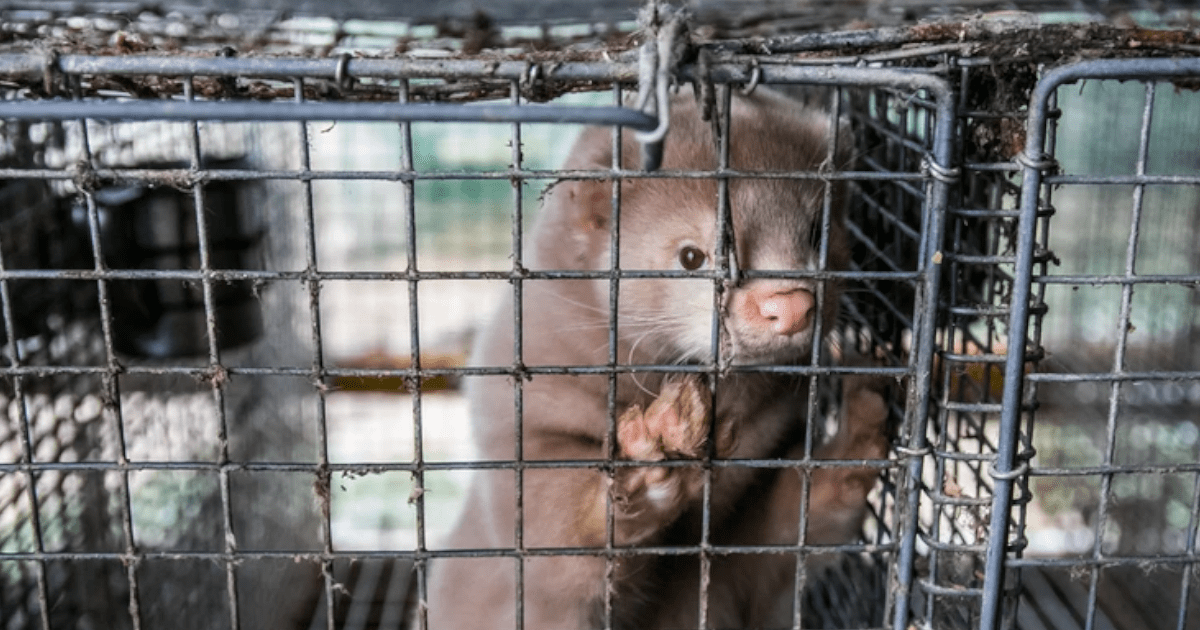 Zakaz ferm futrzarskich przegłosowany!