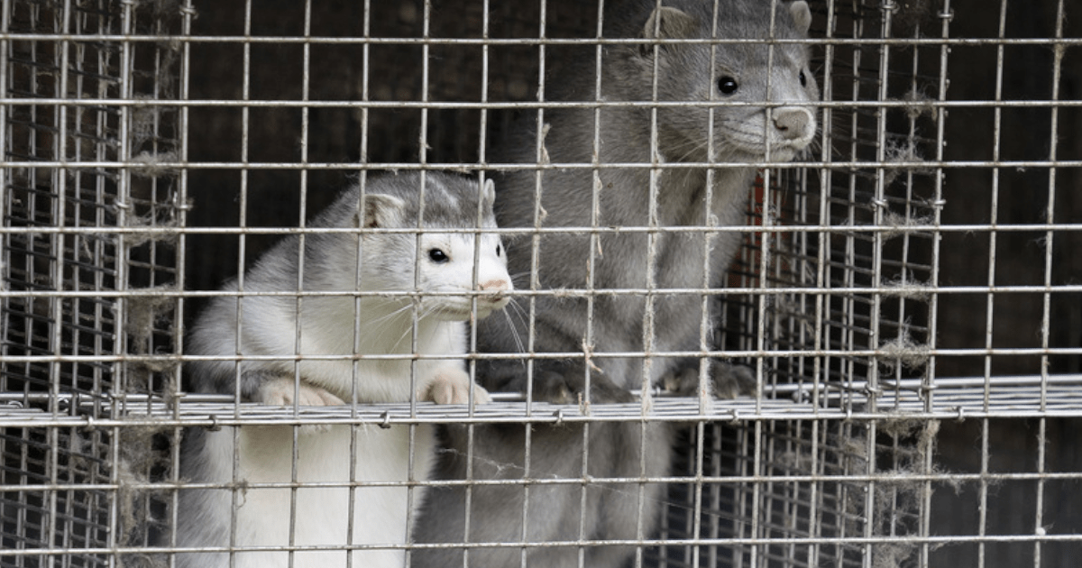 Zakaz hodowli zwierząt futerkowych podpisany przez Prezydenta. Okres przejściowy do 2033 r. i odszkodowania dla hodowców