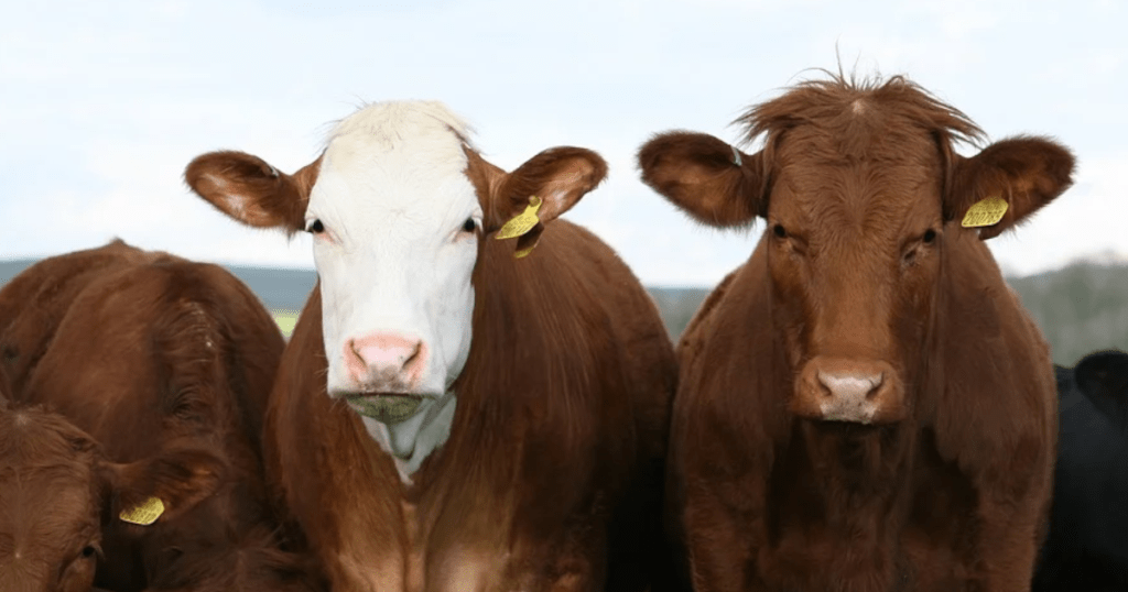Przełom w klasyfikacji mięsa: Ruszają pionierskie testy automatycznej oceny tusz wołowych