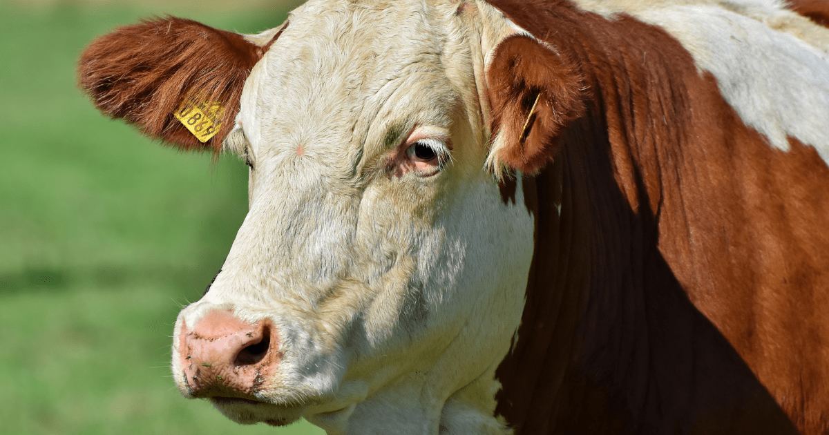 8000 kg zamiast 2300. RHD może dać hodowcom wołowiny nowe pole do zarobku