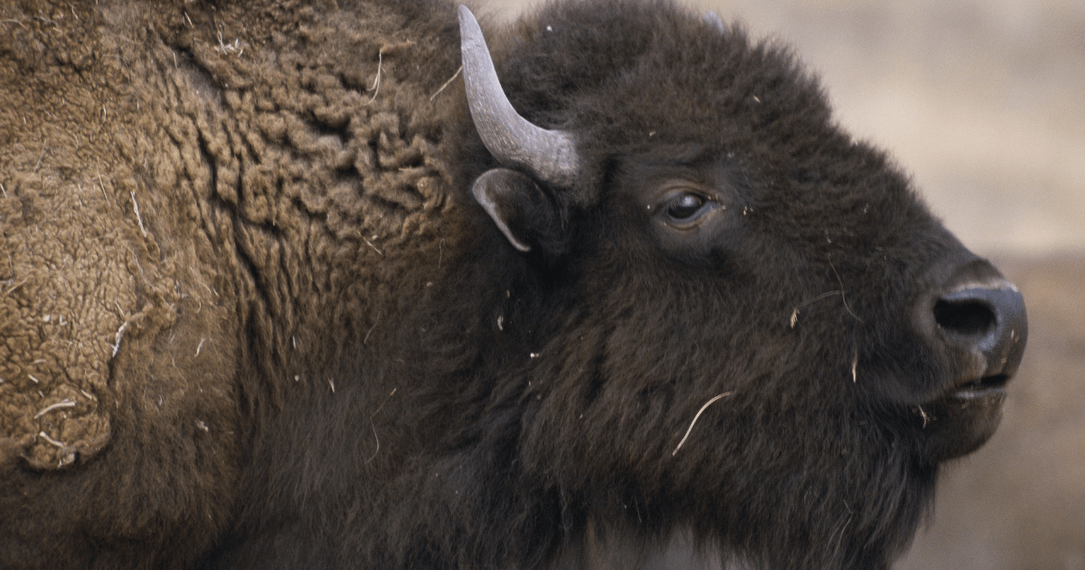 Nowe zasady płoszenia niedźwiedzi i żubrów. Ważna zmiana dla rolników