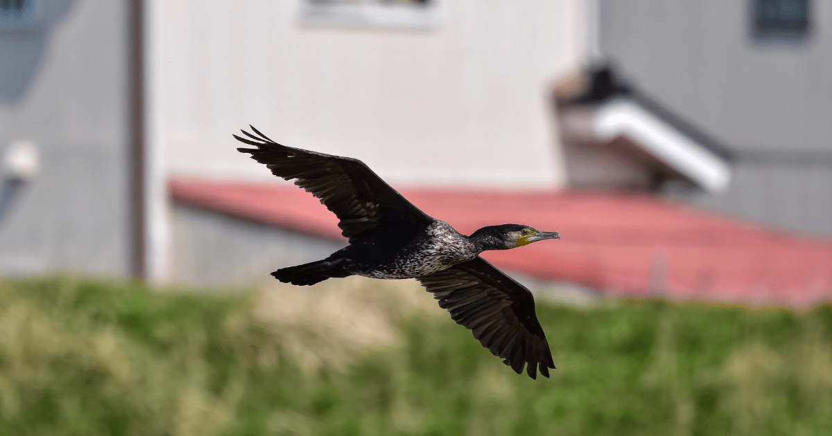Odszkodowania dla rolników 2025 – nowe przepisy obejmą szkody wyrządzone przez ptaki