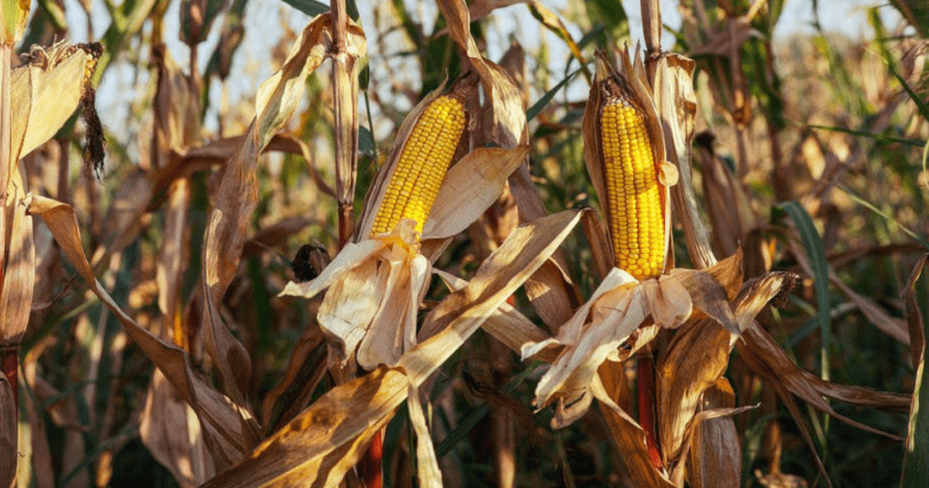 600 zł za tonę kukurydzy mokrej na zachodzie kraju