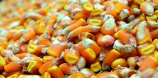 Czy wielkość nasion ma znaczenie?