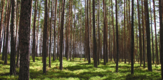 Posadziłeś las ze wsparciem ARiMR? Sprawdź o co możesz się ubiegać?