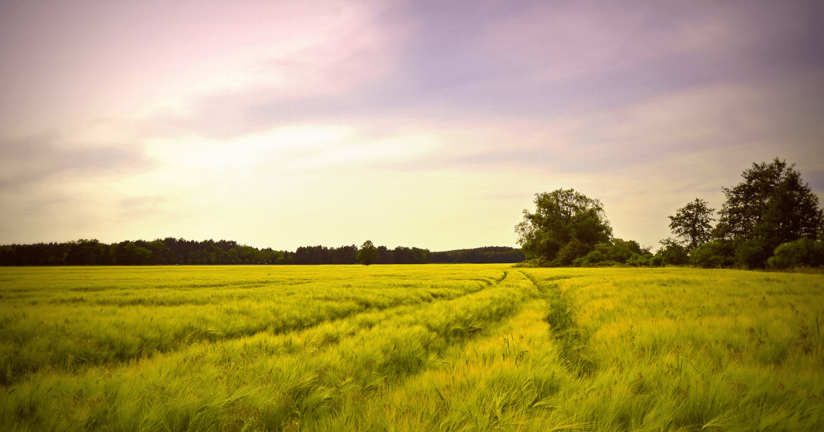 Co czeka rolnictwo w nadchodzących miesiącach? Sprawdź prognozy analityków!