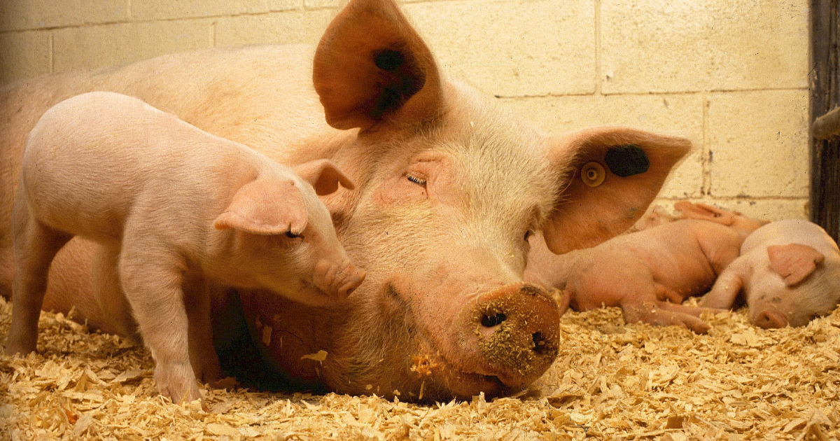 Aktualne wyjaśnienia MRiRW ws. dobrostanu loch i sankcji: Co musisz wiedzieć o rejestracji w IRZPlus?