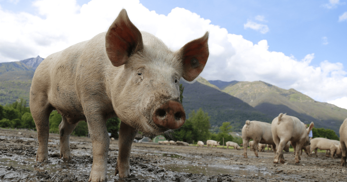Co dalej z cenami świń? Bariera 8 zł pęknie czy zostanie wspomnieniem?