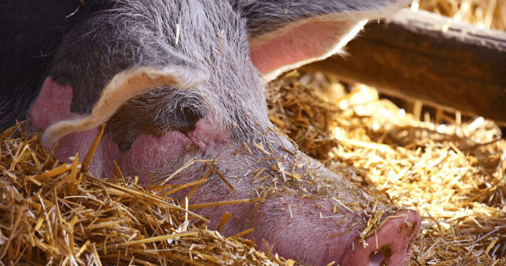 ASF szerzy się w Polsce: Potwierdzono kilka ognisk w stadach świń