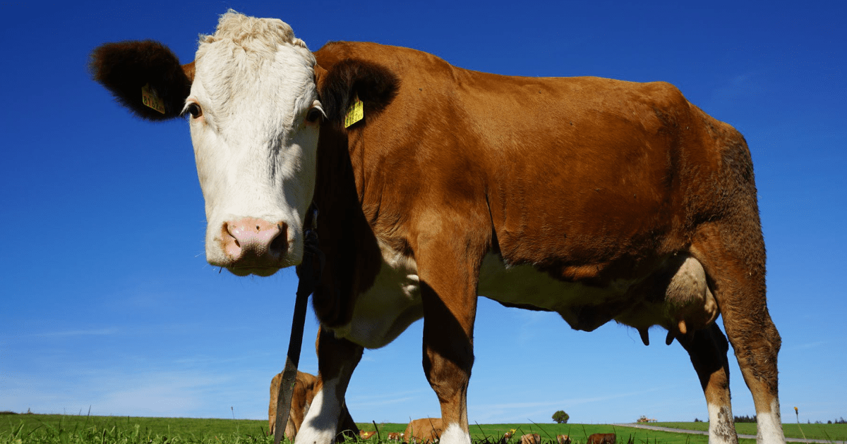 Ceny wołowiny pod lupą amerykańskiego rządu