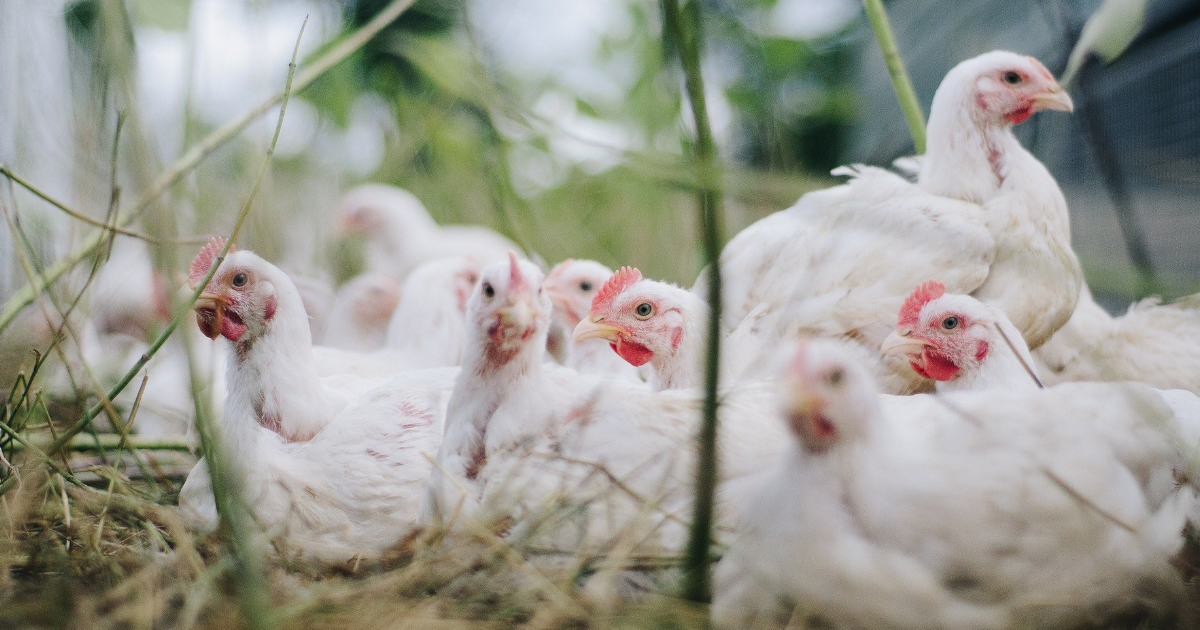 Drobiarstwo na fali: Ceny skupu drobiu i jaj wystrzeliły. Takiej opłacalności nie było od lat!