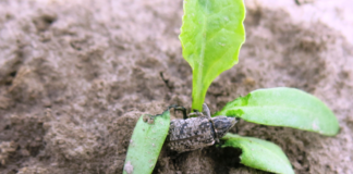 Wsparcie plantatorów buraka cukrowego w walce z szarkiem komośnikiem