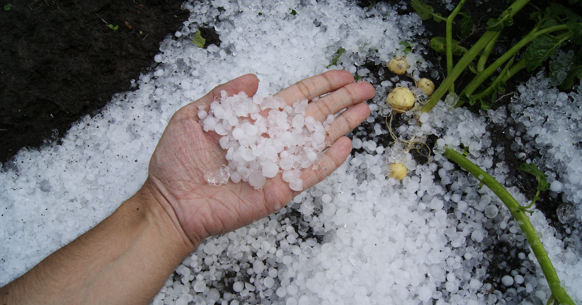 Wiosenne ubezpieczenie upraw z dopłatą 65%. Jak zabezpieczyć plony po mroźnej zimie?