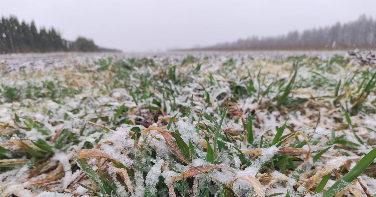 Kwiecień Plecień Bo Przeplata Trochę Zimy Trochę Lata Po Angielsku Ile czasu potrwa kwiecień plecień co przeplata zimę?