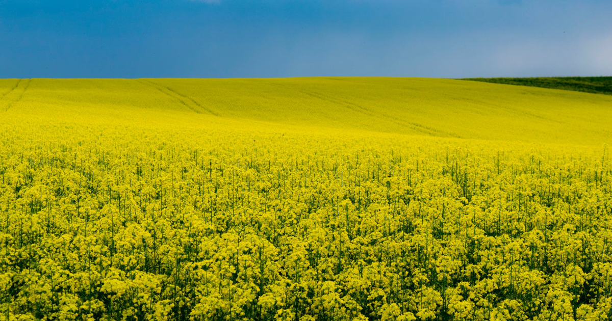 KE: Prognoza zbiorów i bilansów na rynku rzepaku. Jakie ceny w 2026 roku?