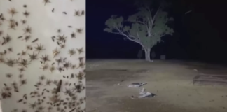 Plaga myszy i pająków