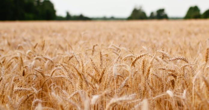 Polska awansowała na 3 miejsce wśród unijnych eksporterów pszenicy