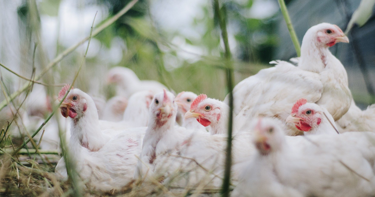 Ptasia grypa w UE gwałtownie się nasila – kolejne ogniska i rosnące zagrożenie dla producentów drobiu