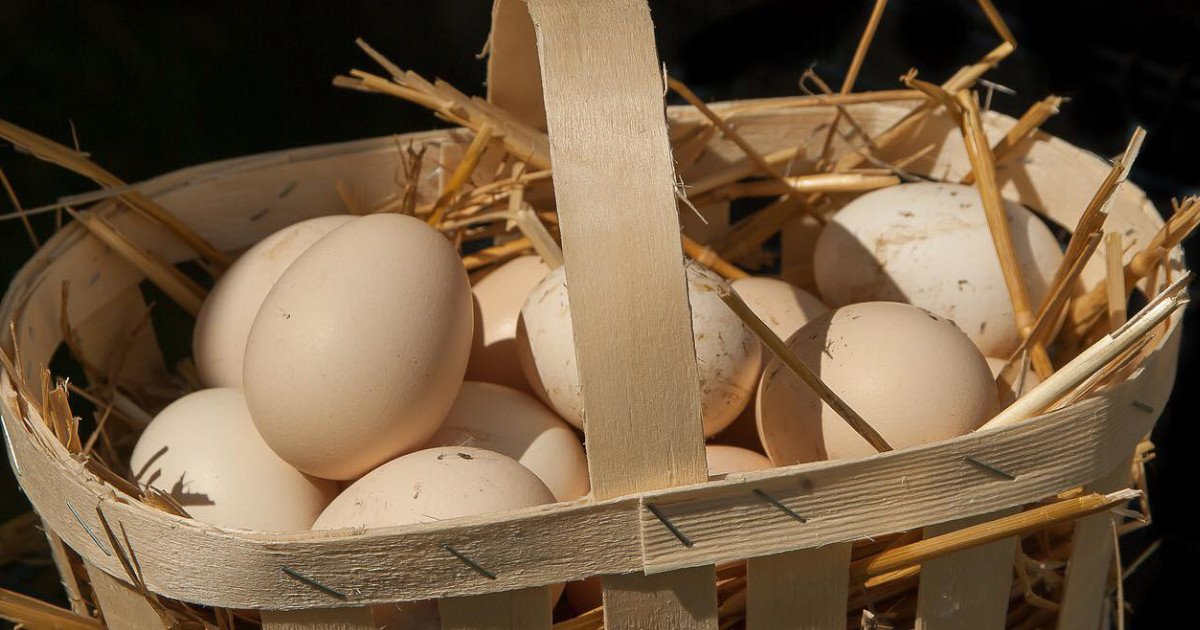 Deficyt jaj tuż przed sezonem: Rolnicy ostrzegają – zapłacimy podwójnie!