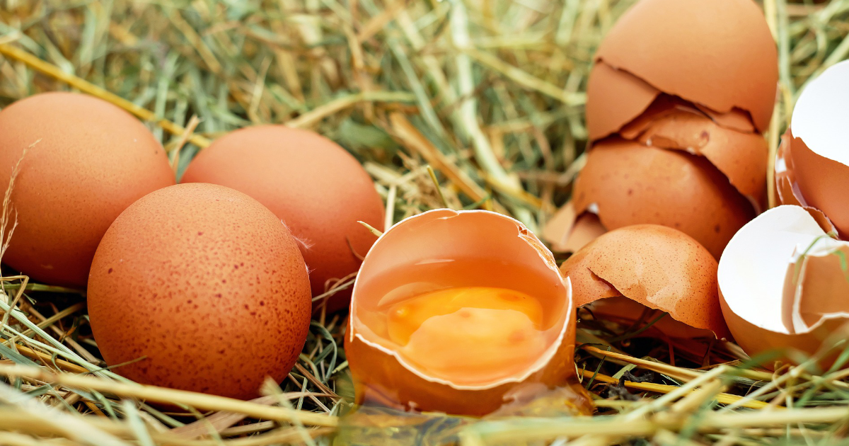 Ile jaj znosi kura dziennie, miesięcznie i rocznie? Sprawdź, co naprawdę wpływa na nieśność