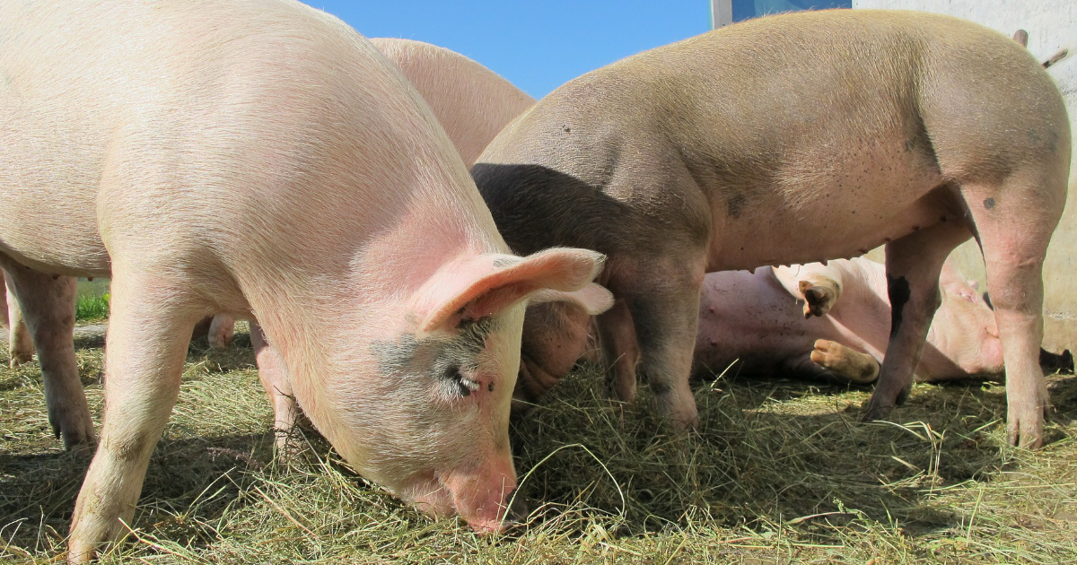 Ceny wieprzowiny pod presją. Czy niższe cła w Chinach zatrzymają spadki?