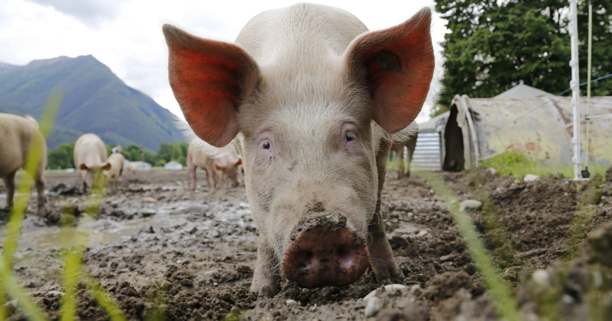 Rynek trzody chlewnej: Delikatna poprawa mimo niepewności